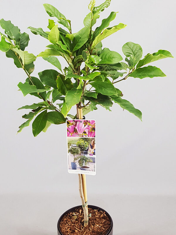 Magnolia 'Susan'