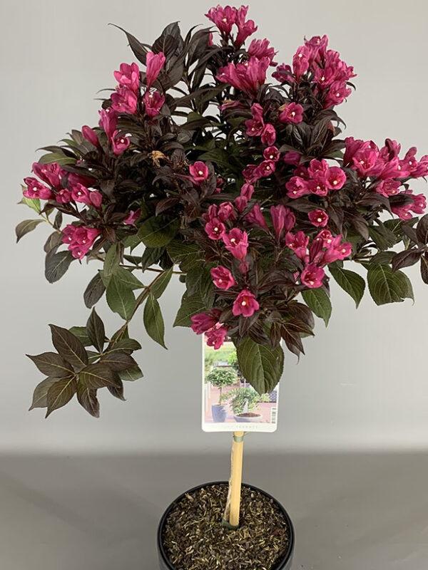 Krzewuszka cudowna 'Black Minor'